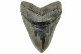 Serrated, Fossil Megalodon Tooth - Massive SC Meg! #325245-1